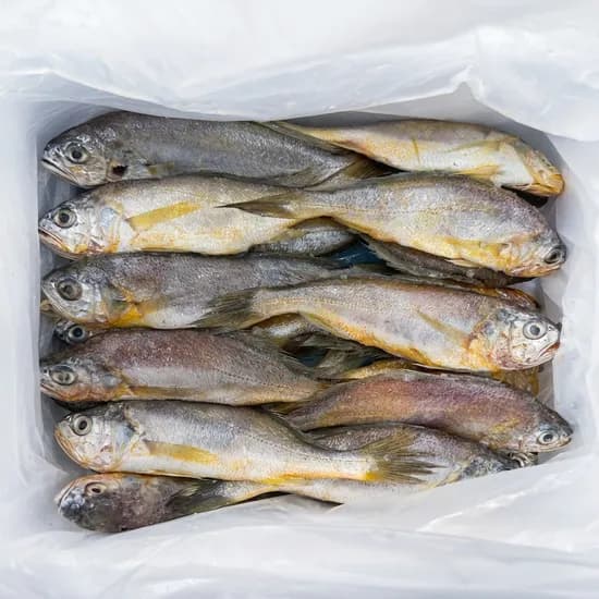 영광 급냉 생 참조기 3kg 내외 40~50미 1박스