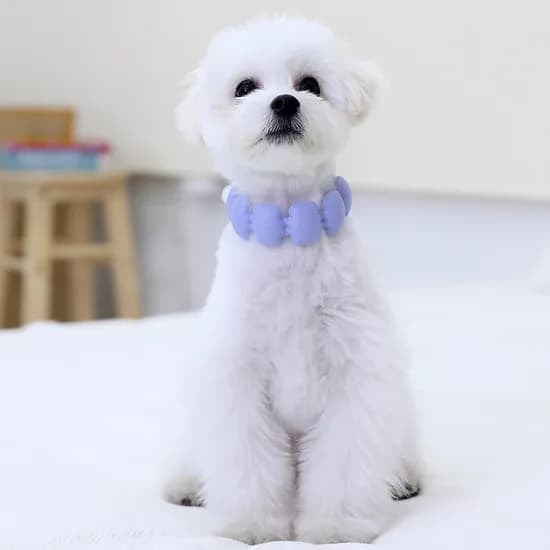 코코링 강아지 넥쿨러, 바이올렛, M, 1개