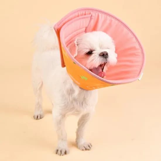 올치 강아지 고양이 디어넥카라 OAVA-NC6245, 오렌지, L, 1개