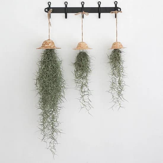 펫플랜트 행잉식물 수염틸란드시아+밀짚모자, 50~55cm, 1개
