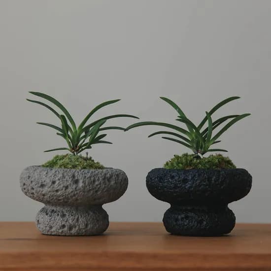 펫플랜트 소엽풍란 절구 세라믹화산석 화분, 소엽풍란+비단이끼+절구화산석 화분, 진회색, 1개