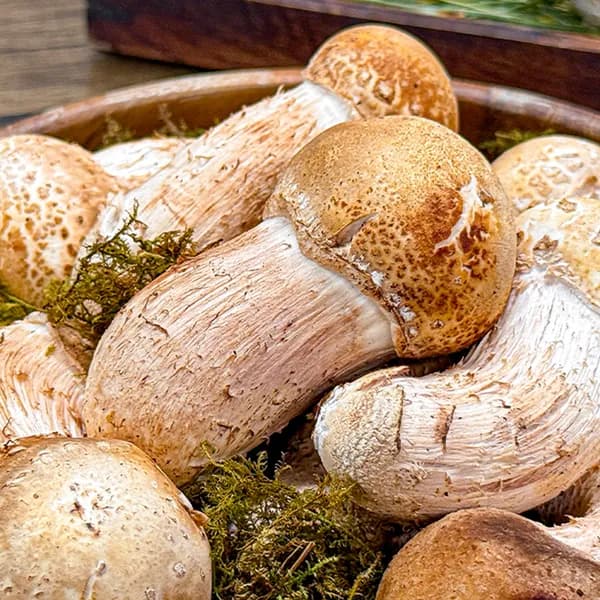 농가살리기 무농약 참송이버섯 가정용 500g 1개 23,900원