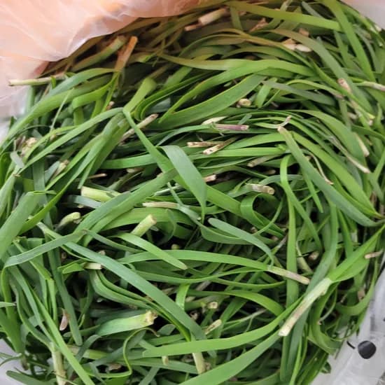노지 부추 1kg 1개 12,900원