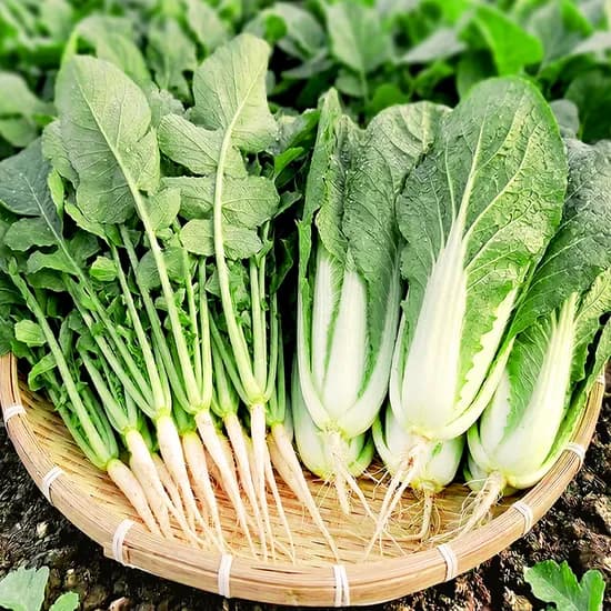사계절청년농부 포천 열무 1.5kg 외 얼갈이 0.5kg