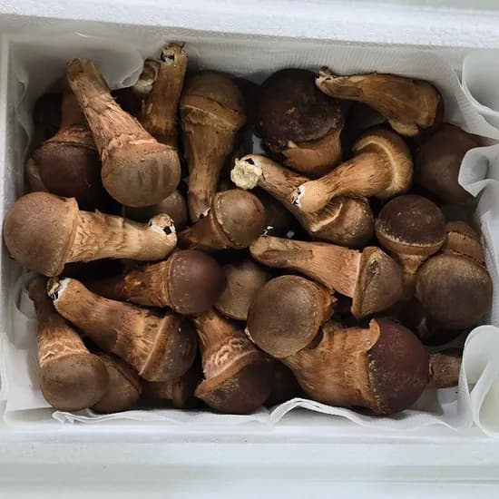 금빛버섯농장 참송이버섯 1kg 1박스