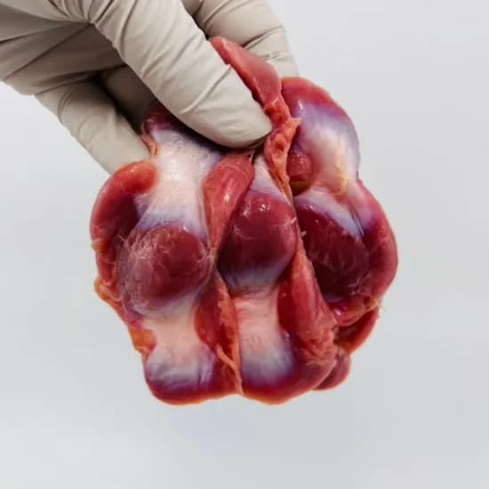 국내산 손질 닭모래집, 1kg, 1개