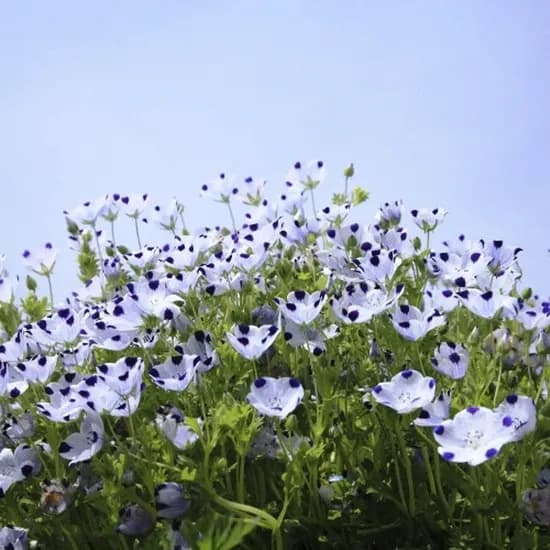 모야모 네모필라 베이비블루아이, 1봉