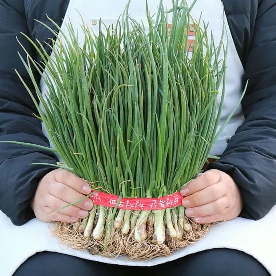 농산물마루 국내산 쪽파 흙쪽파, 1.25kg, 1박스