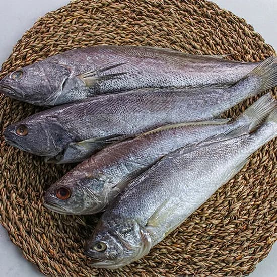 여수 자연산 통민어 300g 1마리