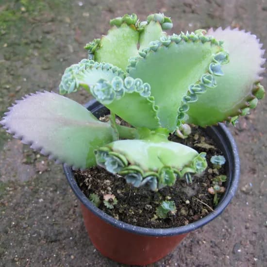 허브여울 불사조 모음, 만손초, 지름 9cm, 1개