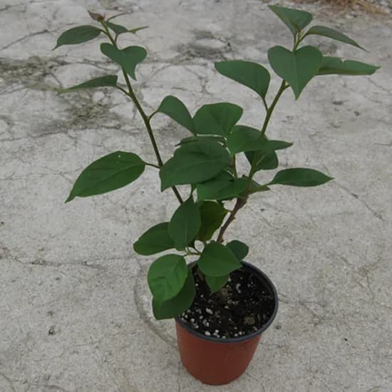 허브여울 부겐베리아 색상랜덤, 지름 9cm, 1개