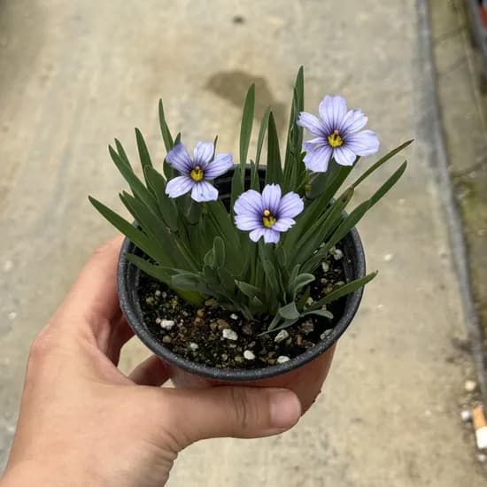 청매화 붓꽃 모종, 9cm 화분, 3개