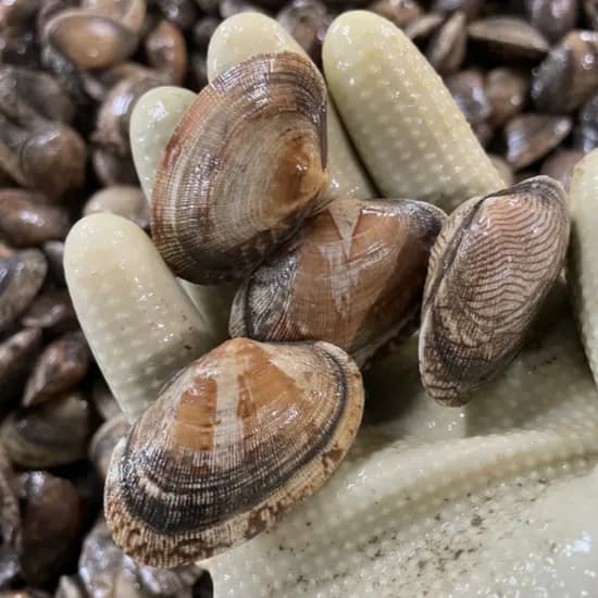 통영 왕 바지락 문어 바지락 1kg 1개