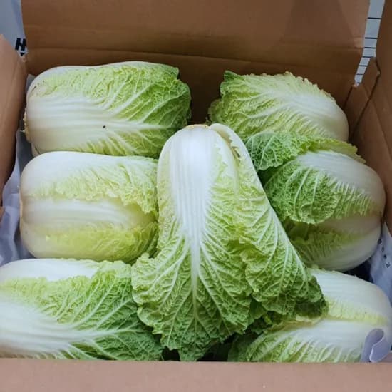 행복농산 고랭지 쌈배추 알배기, 500g, 6통
