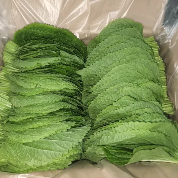 나리팜 밀양깻잎 찹찹이 깻잎 1kg 1박스