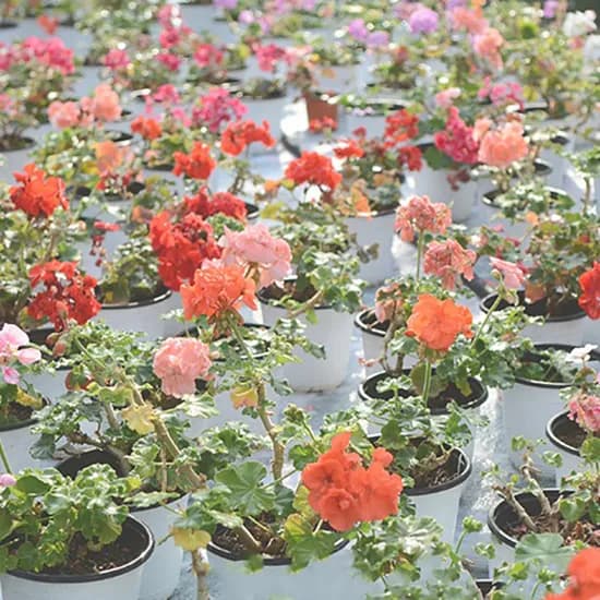 못난이 제라늄, 10cm 유럽제라늄, 1개