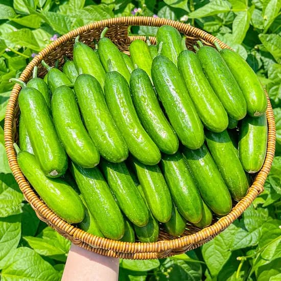 농가살리기 국내산 미니오이, 상등급, 2kg, 1박스