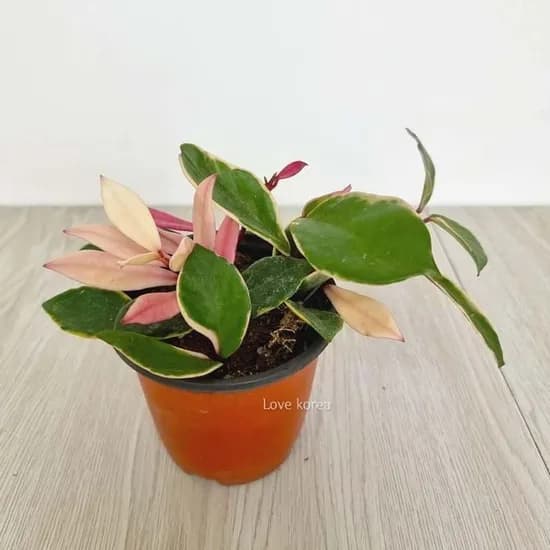 환희호야 소형 실내공기정화식물 식물 공기 청정기 실내 정원 인테리어 초록 건강 미세먼지, 1개