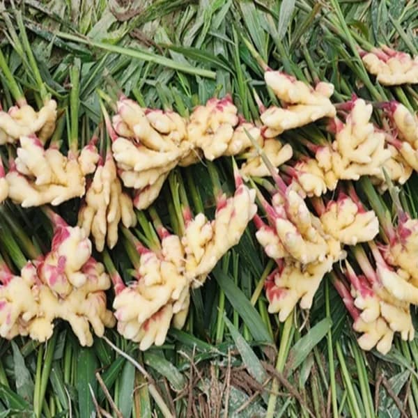 국내산 햇생강 흙생강 특품 5kg