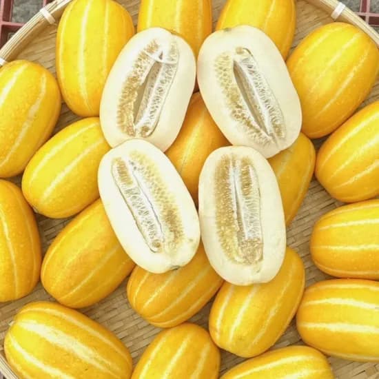 성주참외원예농협 한입과득 성주참외 고당도 가정용 당일수확, 랜덤과, 5kg, 1박스