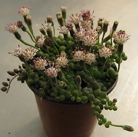 허브여울 콩난 녹영, 지름 9cm 소품, 1개