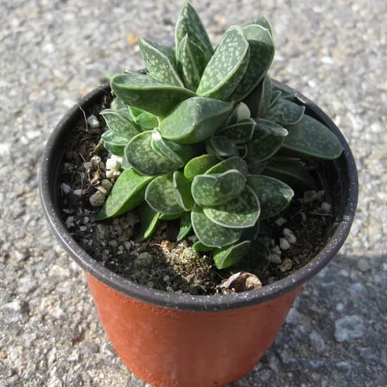 허브여울 자보금 다육, 지름 9cm 소품, 1개