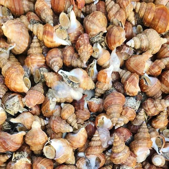 다원수산 포항 살고동, 소, 50미 내외, 1kg, 1개