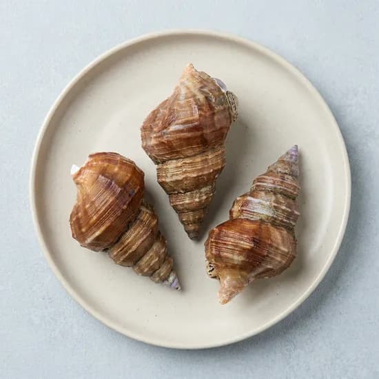 다원수산 포항 살고동 대 20미 내외 1kg 1개