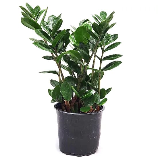 금전수 중품, 40~50cm, 1개