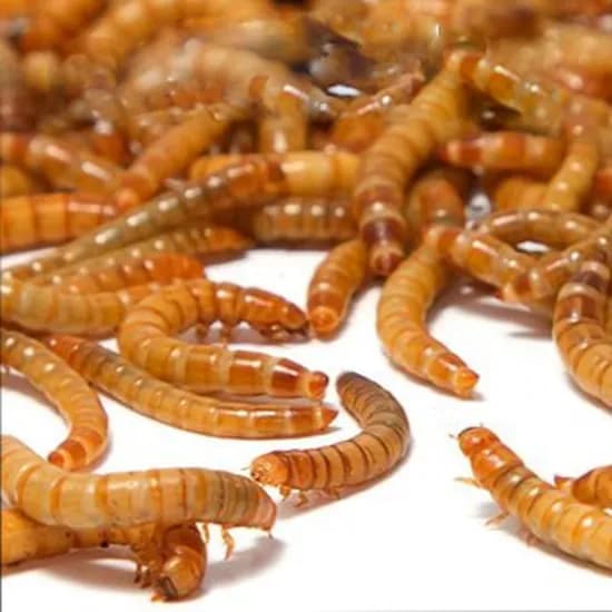 밀웜씨티 살아있는 밀웜, 중, 1.5-1.9cm, 1000마리, 1개
