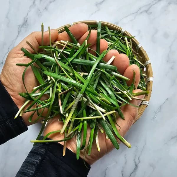 사천 햇 노지 두벌 부추 500g 1개