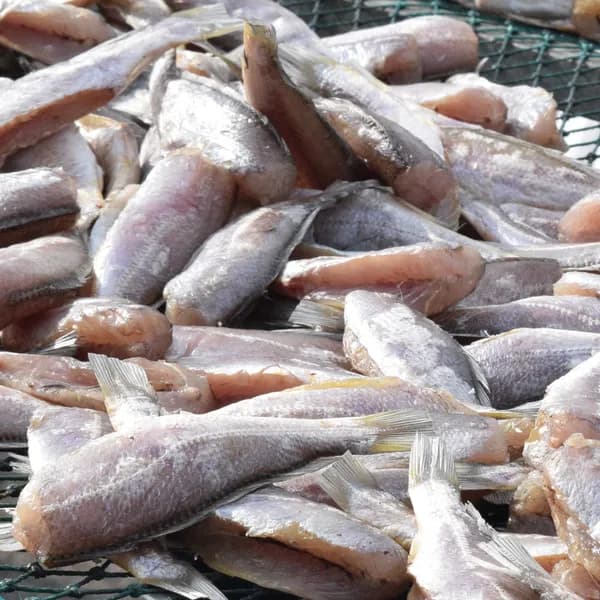 두절 손질 참굴비 1호 23미 내외 1kg 1봉
