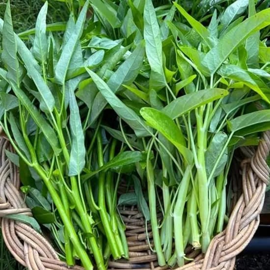 마켓상상 국내산 공심채 모닝글로리, 1kg, 1박스