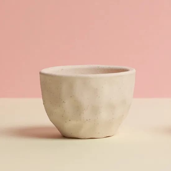 다육이닷컴 미니바오밥 오베숨, 토분 바닐라, 1개