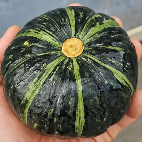 미니 밤호박, 2kg, 1개
