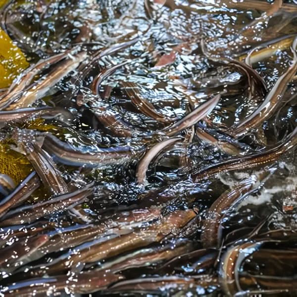 찬바다 통영 바다장어 손질 650g 내외 1팩 13,900원