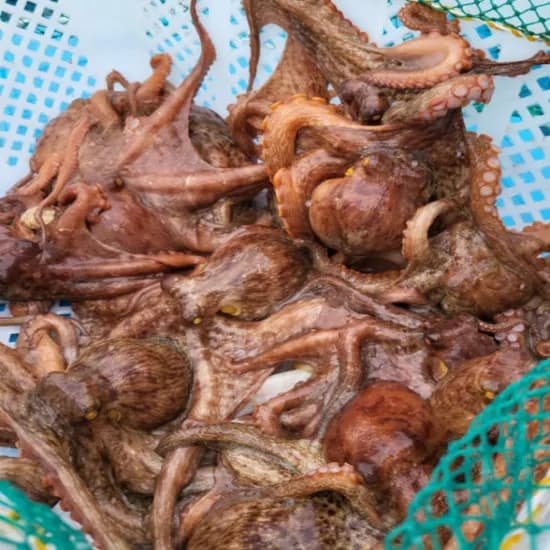 국내산 남해안 생물 활 돌문어 1kg 1개