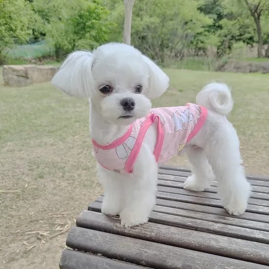 1+1 강아지옷 고양이옷 리넨 나시 티셔츠 실내복, 세트10_핑크 토끼+벚꽃, XL, 1세트