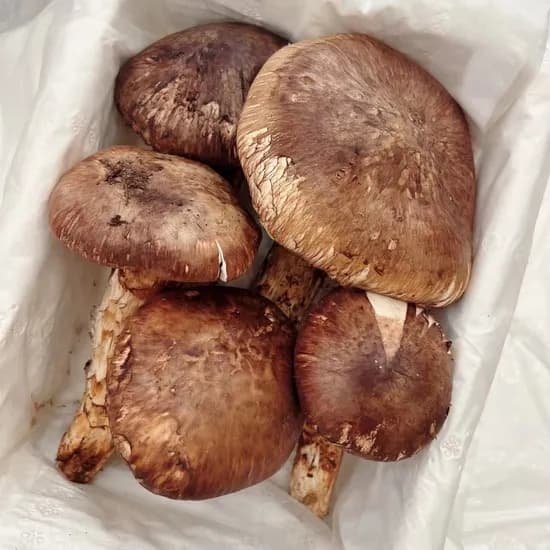 자연산 송이버섯 가정용 500g 1박스