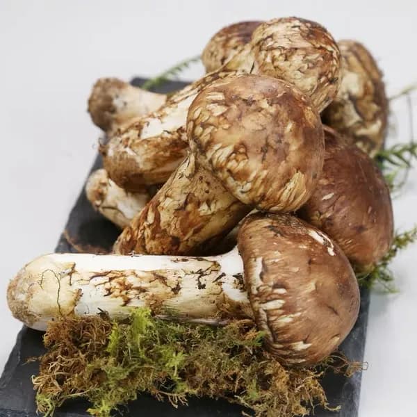 자연산 송이버섯 2품 모임용 500g 1박스 127,000원