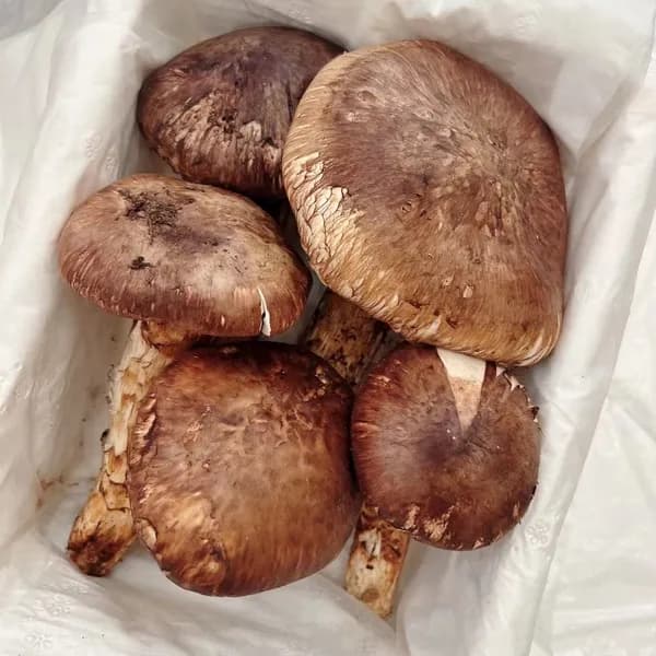 자연산 송이버섯 1kg 1박스