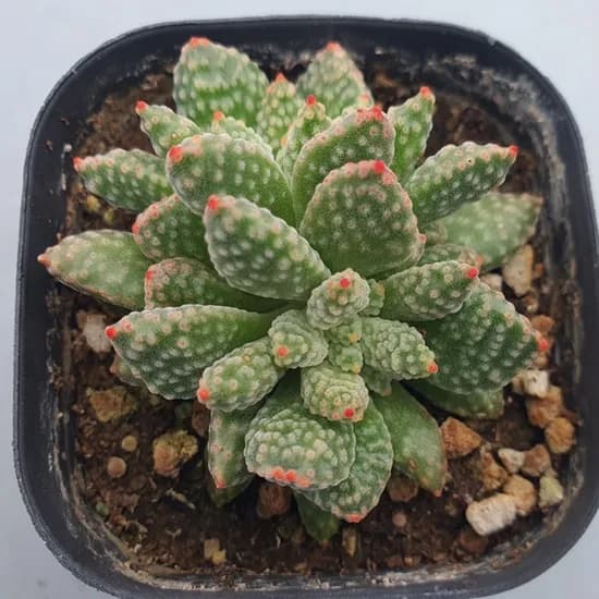 앨리다육코리아 산호처럼 울퉁불퉁한 질감 다육, 티타놉시스, 6cm 화분, 1개