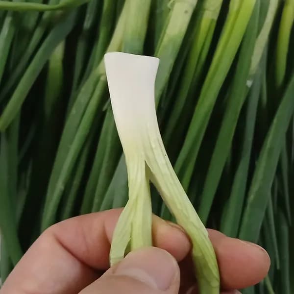 국내산 깐쪽파 300g
