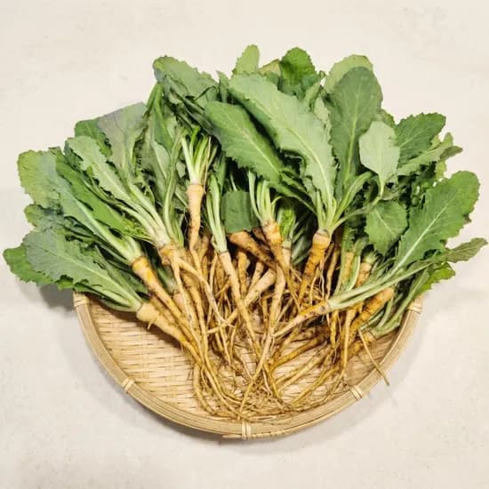 순천 노지 생 고들빼기 1kg 1개