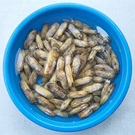 벌교 맛조개 해감완료 물포장 1kg 1개