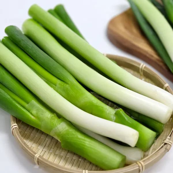 울팜 절단대파 500g 1개 6,500원
