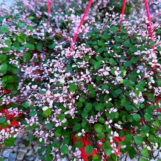 핑크트리안 산들바람 모종, 10cm 화분, 2개