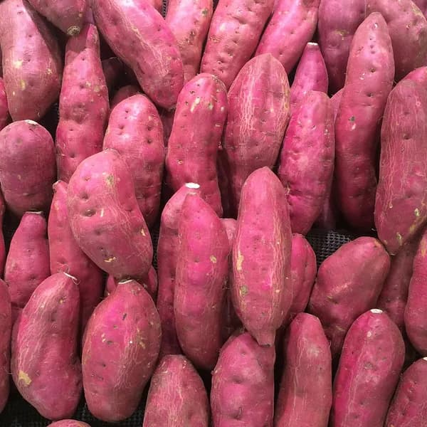 해남 세척 고구마 중상 3kg 1박스 12,351원