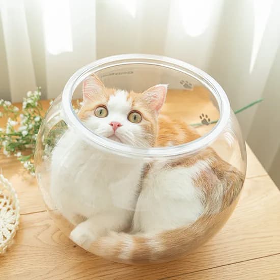 캐티맨 액체냥의 비밀 고양이 어항, 투명, 310x235x310mm, 1개