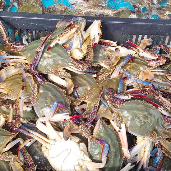 청춘농가 활숫꽃게 1kg 1박스